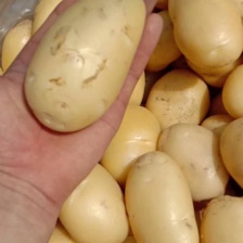 开封黄心<font color=red>土豆</font>，沃土 v7 希森等，品