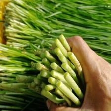 大棚韭菜需要的联系