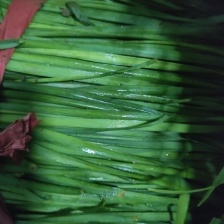 大棚韭菜需要的联系