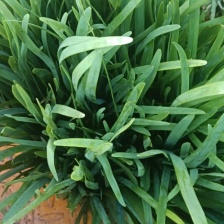 大棚韭菜需要的联系