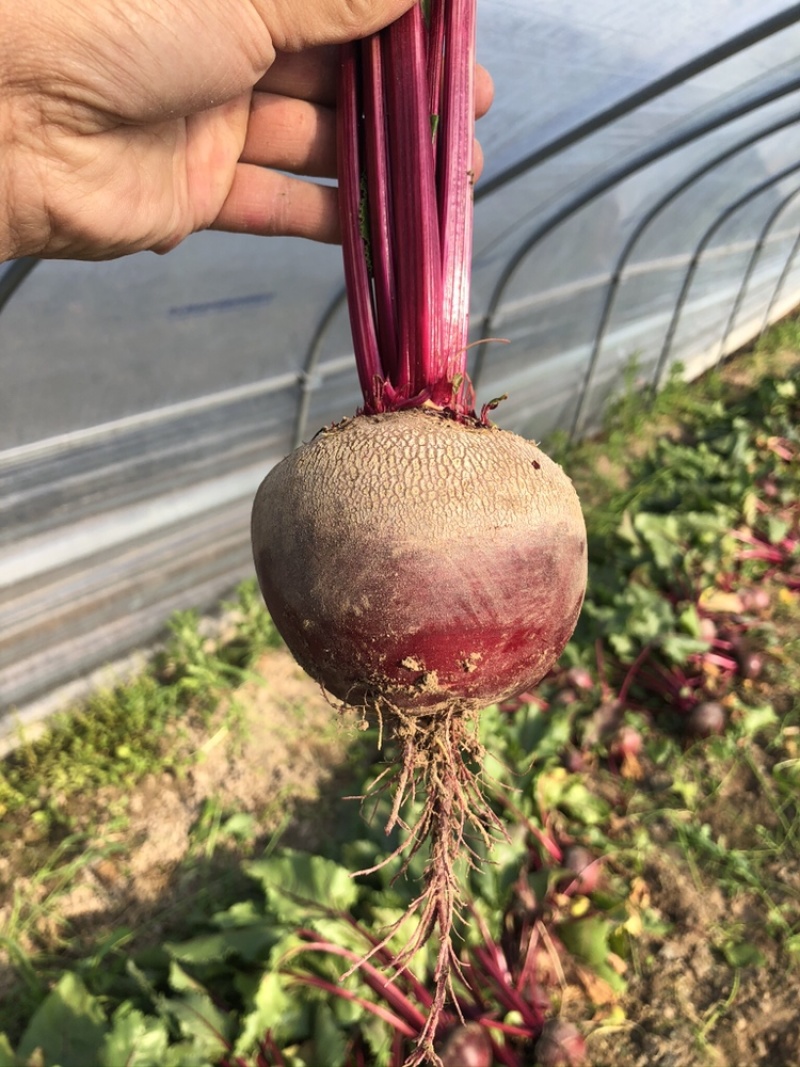 甜菜根红菜头供应市场货加工厂电商全年不断货