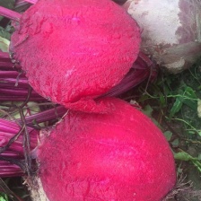 甜菜根红菜头供应市场货加工厂电商全年不断货