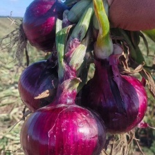 【精品洋葱】二红半高桩中晚熟洋葱 紫皮扁洋葱二红洋葱