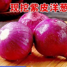 【精品洋葱】二红半高桩中晚熟洋葱 紫皮扁洋葱二红洋葱