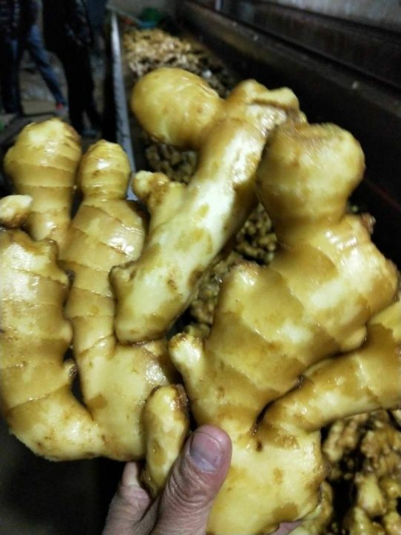 山东小黄姜 小黄姜 老黄姜产地，山东