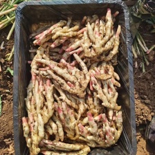 山东小黄姜 小黄姜 老黄姜产地，山东生姜，货源多，价格便宜，