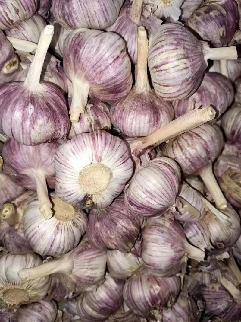 精品大蒜 河南大蒜 一手货源 对接电商市场等 代发全国