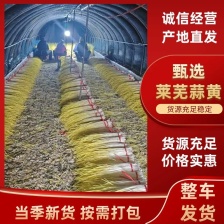 遵化市朱山蒜黄种植园