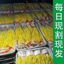 山东蒜黄干黄头茬蒜黄现割现装车对接电商市场50公分以上