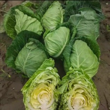 甘蓝 圆包菜 产地直供保质保量，支持视频看货，欢迎咨询