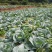 甘蓝 圆包菜 产地直供保质保量，支持视频看货，欢迎咨询