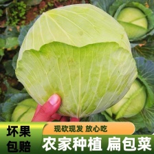 甘蓝 圆包菜 产地直供保质保量，支持视频看货，欢迎咨询