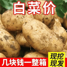 《V7<font color=red>土豆</font>&黄心<font color=red>土豆</font>》内蒙<font color=red>土豆</font>/规格