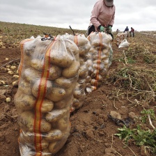 《V7土豆&黄心土豆》内蒙土豆/规格齐全/可全国发货