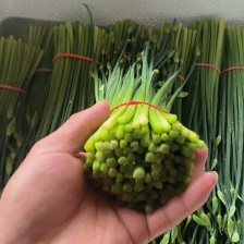 【精选】韭菜苔，种植销售一条龙，欢迎联系咨询