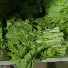 精品白菜苔，菜苔，产地直供，保质保量，量大从优，视频看货