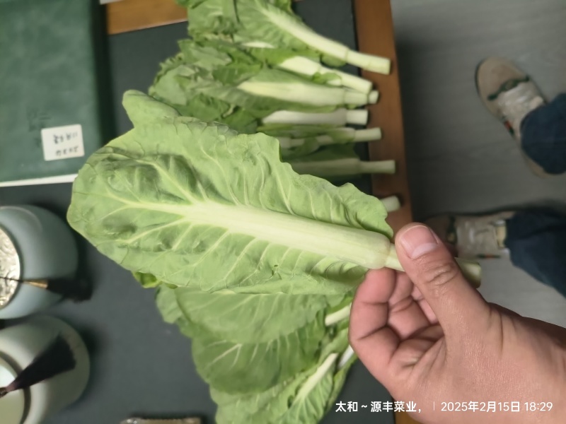 精品白菜苔，菜苔，产地直供，保质保量，量大从优，视频看货