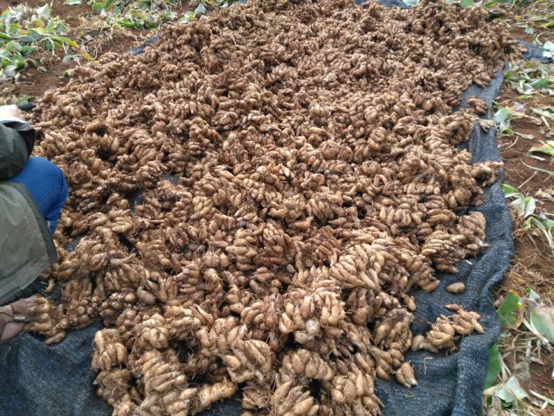 沙姜 椰乡红牌沙姜。