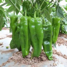 精品陇椒  一手货源  量大从优 价格实惠 欢迎来电