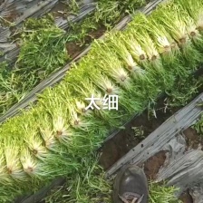 苦菊，大量上市，基地直发，全国发货，量大从优欢迎来电