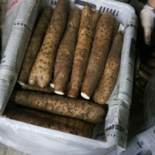 河南安阳铁棍<font color=red>山药</font>大量接单产地直发量大