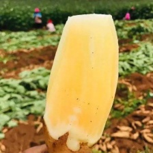 2022年天山雪莲果场地直发