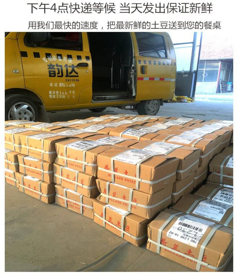 【精选黄心荷兰<font color=red>土豆</font>】山东新鲜富硒荷兰