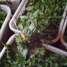 竹叶空心菜 青梗空心菜