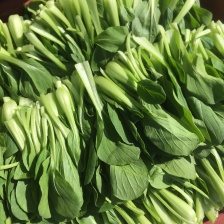 鸡毛菜 上海青浦绿叶菜基地品种规格齐全 全国发货电话详谈
