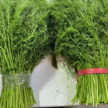 河北精品茴香苗 大量有货 可提供包装 价格便宜可视频看货