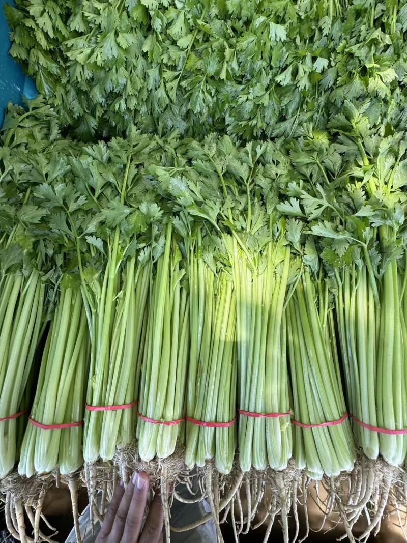 山东<font color=red>芹菜</font> 精品香芹 全国发货 一手货