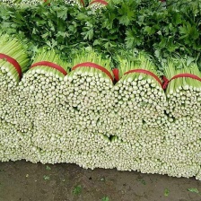 山东芹菜 精品香芹 全国发货 一手货源 保质保量
