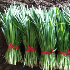 辽宁韭菜，大叶韭菜供应货源充足，现货直发，量大从优。
