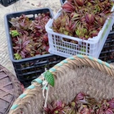 2022香椿芽红椿现采现发欲购从速