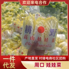 精品娃娃菜，量大从优。产地直发，欢迎电商商超采购。