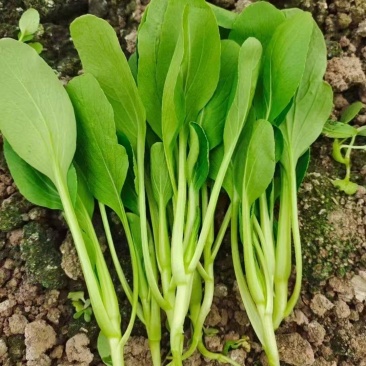 鸡毛菜供应 常年精品有货 上海金山廊下镇农场