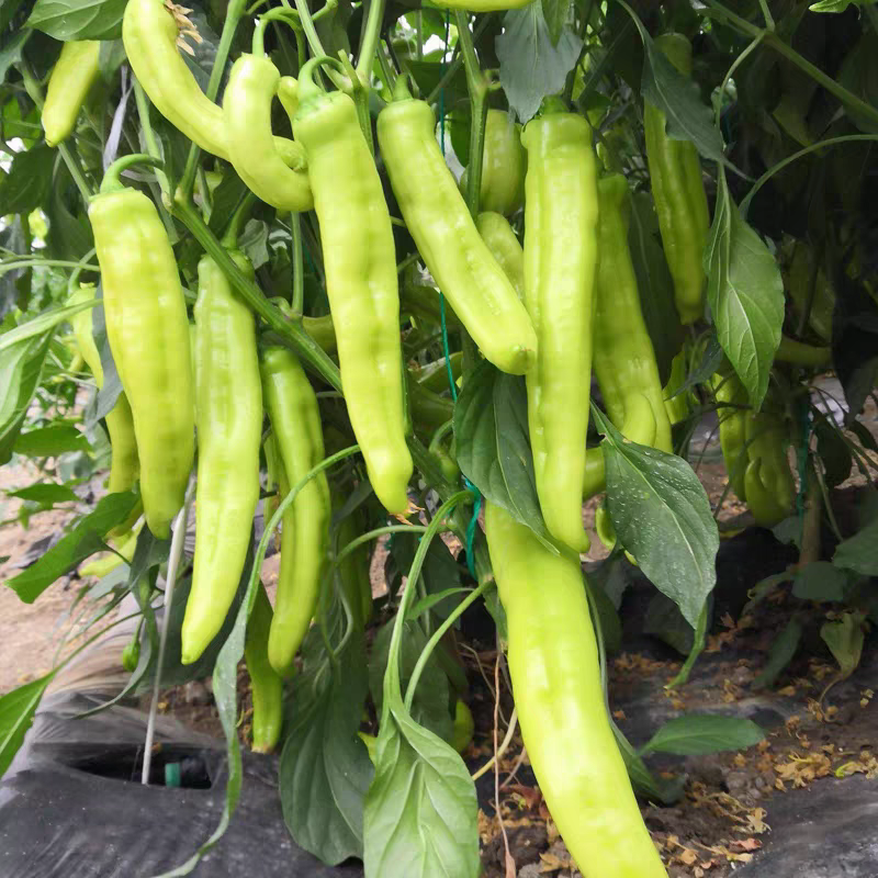 【黄皮辣椒】广东辣椒/黄皮尖椒/产地货源/供应市场电商