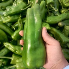 【黄皮辣椒】广东辣椒/黄皮尖椒/产地货源/供应市场电商