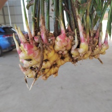 小黄姜大量供应 质美价优 欢迎咨询