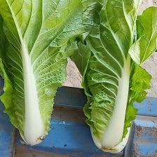 毛白菜 杭白菜 快菜 精品 统货
