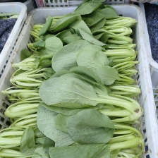 【天飞曌农业 百亩大棚基地上海青大量上市中 可预冷】