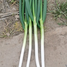 大葱大量有货，何工电商平台超市，全国发货价格不贵