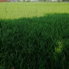 韭菜大量供市场电商食品厂要的联系