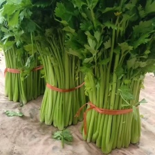 <font color=red>芹菜</font> 精品<font color=red>芹菜</font> 产地直发 一手货源 