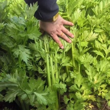 小张诚信蔬果蔬直产批发