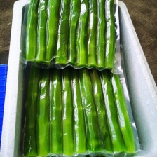 红叶香莴笋 青叶莴苣 产地看货论价  保质保量