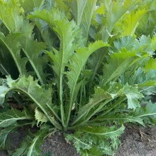 酱货工厂货雪里红