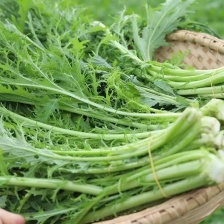 酱货工厂货雪里红