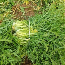 酱货工厂货雪里红