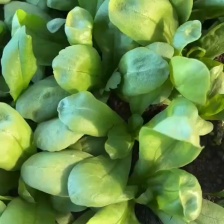 茼蒿，精品茼蒿上市中，品质好，价格优，各种蔬菜供应。